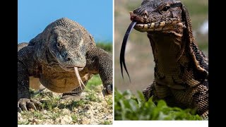 MEMANDIKAN BIAWAK