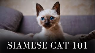 Siamese 101 : Everything You Need to Know