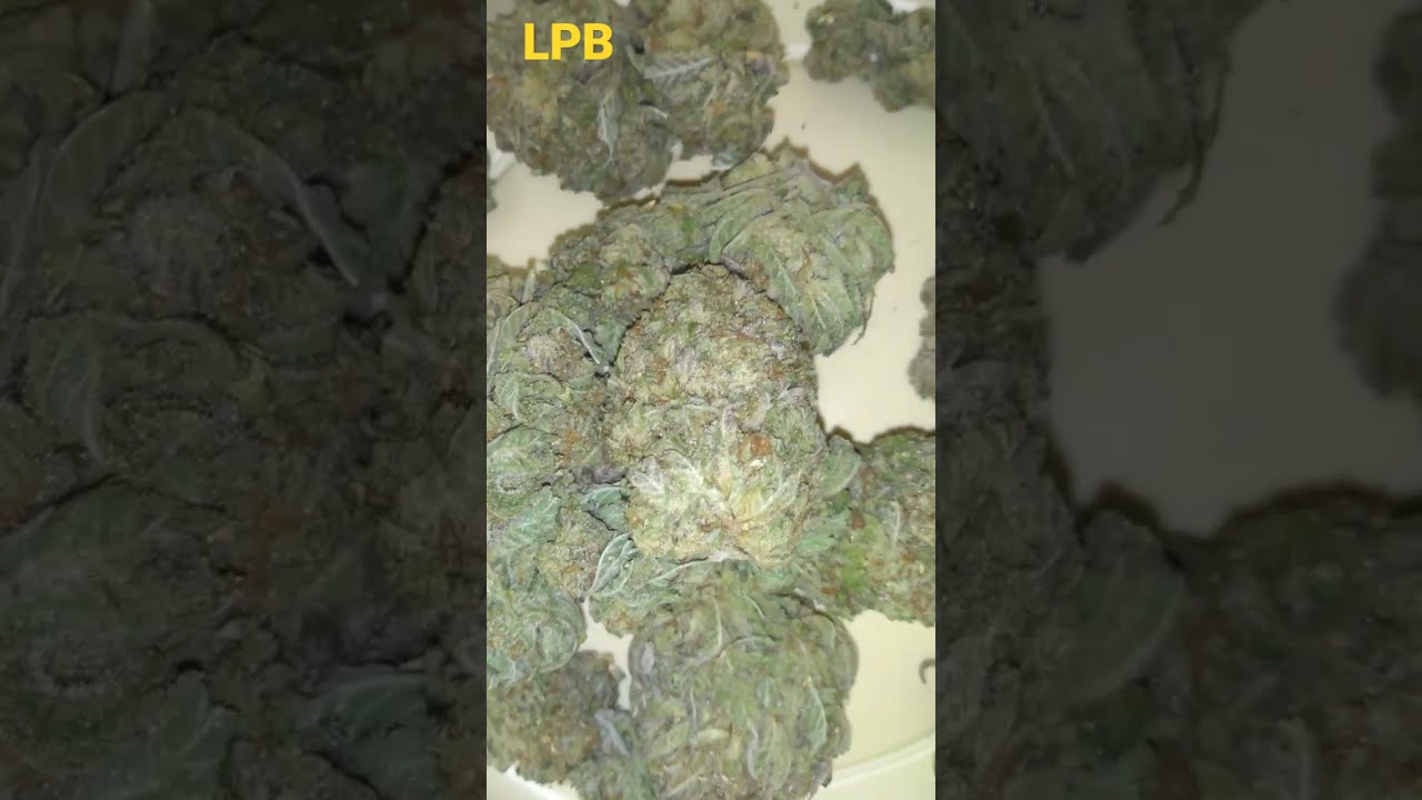 Skywalker og from lowpricebud