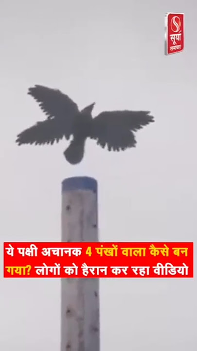 Four Wings bird | part 1| #scary #mythical #viralshorts #shorts #mythicalcreatures