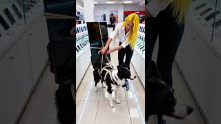 Kicked Off The Bus, This Border Collie Worked Hard To Buy A Mercedes The Ending Is So Satisfying