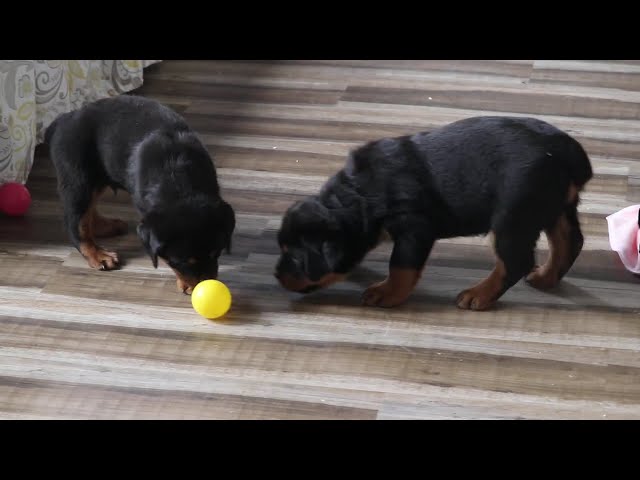 Broc video thumbnail