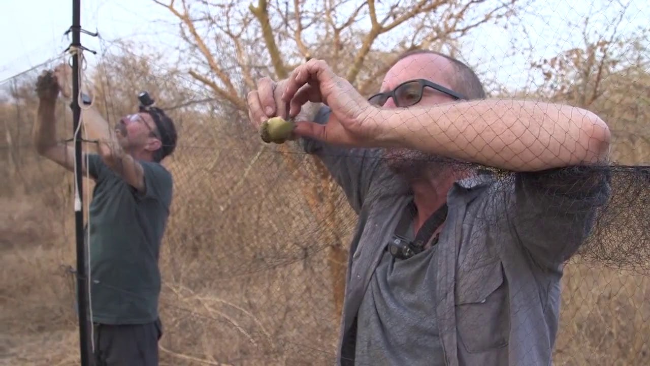 Tant qu'il y aura des tourterelles