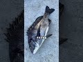 関西最大級の釣場南芦屋浜12/6朝釣果情報！サビキ釣りは東だ！サゴシは西だ！フィッシングマックス芦屋店 #釣り