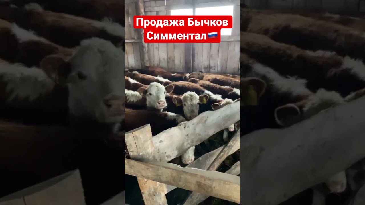 Купить Бычков Герефордов В Алтайском Крае