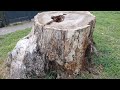 The Old Tree Stump 12th May 2026