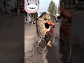 گدھے کی سواری بہت بڑی کمال کی ہوتی ہے اور چینل کو سبسکرائب کرے     