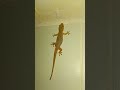 Funny | lizards |🦎🦎 #shorts #lizards