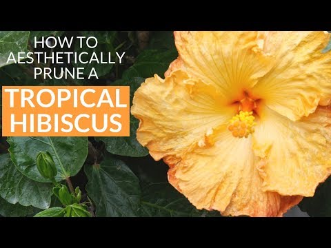 How to Aesthetically Prune A Tropical Hibiscus In Spring / Joy Us Garden