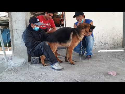 How To Assist GermanSHEPHERD for First-Time mating