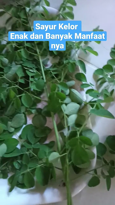 Sayur Kelor Kesukaan Keluarga 😁 #shorts