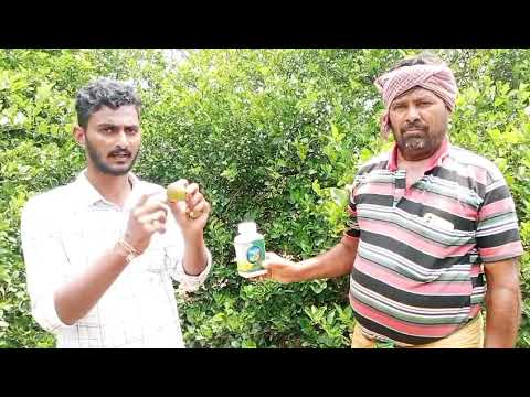 బత్తాయి మరియు నిమ్మ పంటలలో భీష్మ స్టార్టర్ మంగు, సొల్లు మరియు నల్లి కి వాడుకోండి అన్నలారా.....!