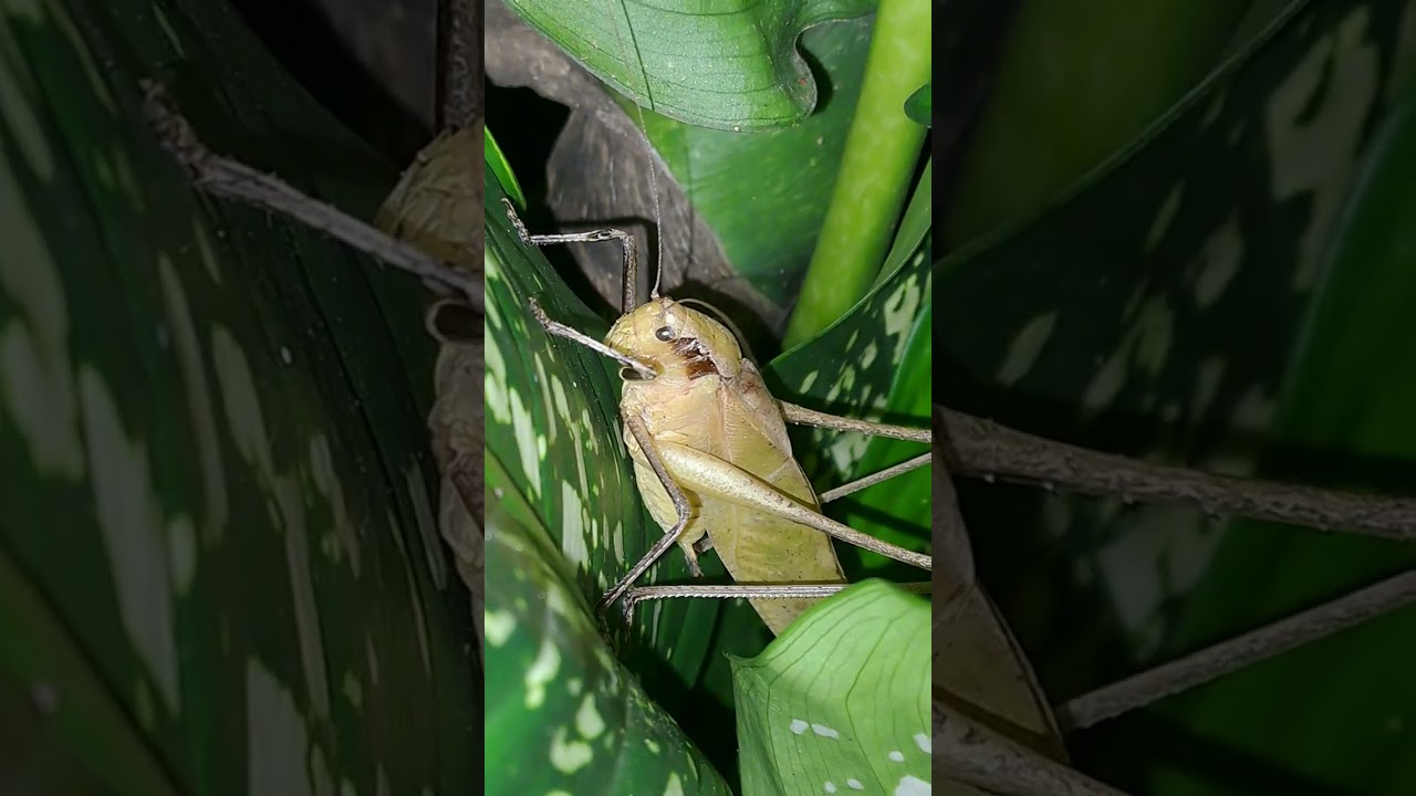 HIBURAN - SUARA BELALANG krik krik krik 2023