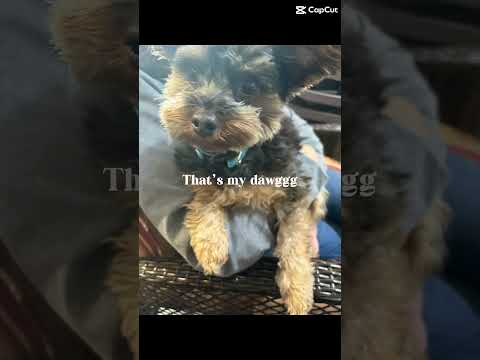 #puppy #cutedog #pets #cute #highsandlows #subscribe #doggo Monte #cuteanimal #cutepet #dog