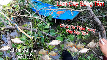 Thục Banh Lùm Cây Ven Sông Tiền Hốt Bầy Cá He Vàng Khủng Khiếp | Kích Cá Miền Tây | Catch Fish