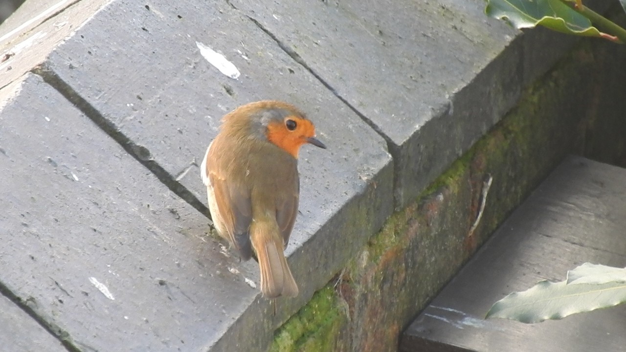 Wild Birds in my Garden. Feed the birds UK 04 03 26