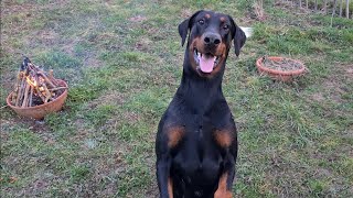 Dobermann Jeff - Das Schrebergarten Mysterium