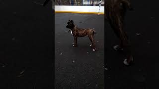 Подрощ. девочка кане-корсо благородного ч-тигрового окраса Подрощ. девочка кане-корсо благородного ч-тигрового окраса