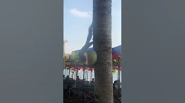 Кормушки для белок в Таиланде😊