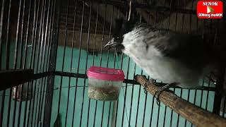 burung kutilang nyecret tanda bahaya atau birahi