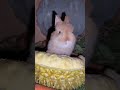 OMG! 😲 Cute Bunny Eating Pineapple 🍍🐰 #Shorts