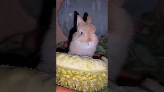 OMG! 😲 Cute Bunny Eating Pineapple 🍍🐰 #Shorts