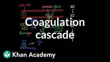 Coagulation cascade | Human anatomy and physiology | Health & Medicine | Khan Academy
