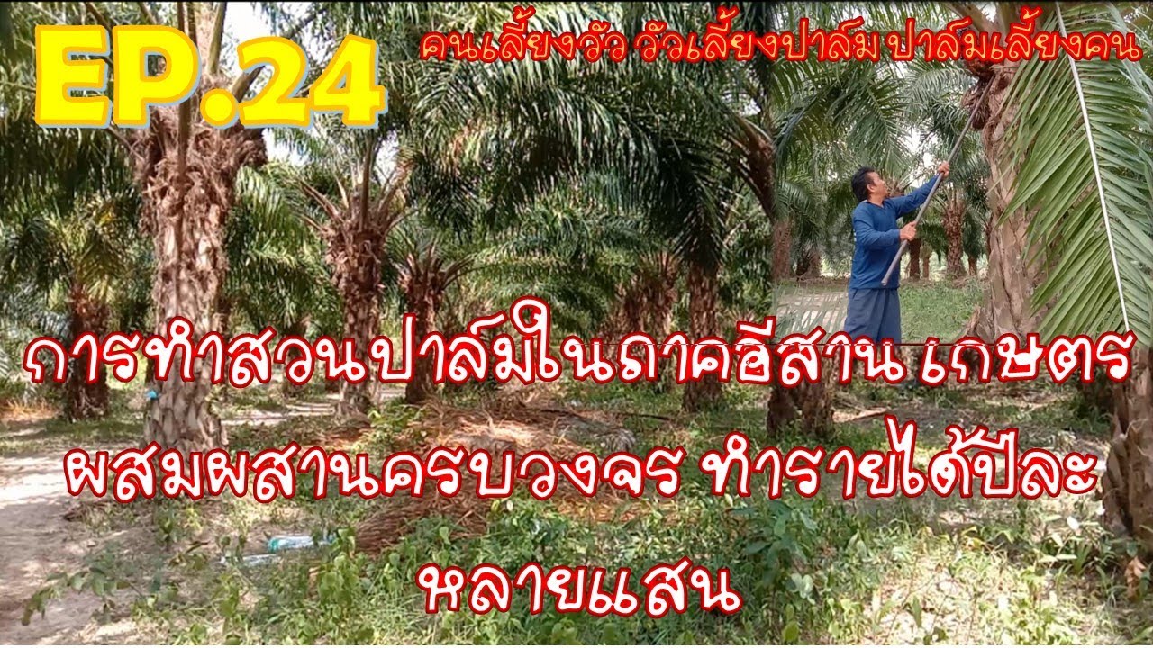 EP.24 การทำสวนปาล์มในภาคอีสานเกษตรผสมผสานครบวงจร ทำรายได้ปีละหลายแสน