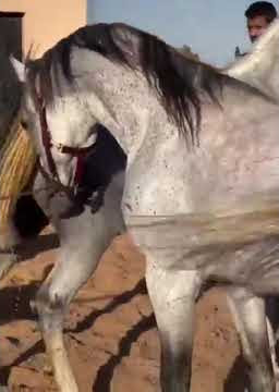 تزاوج الخيل