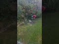 Onerahi : Stray Cats Feeding time #onerahi #strays