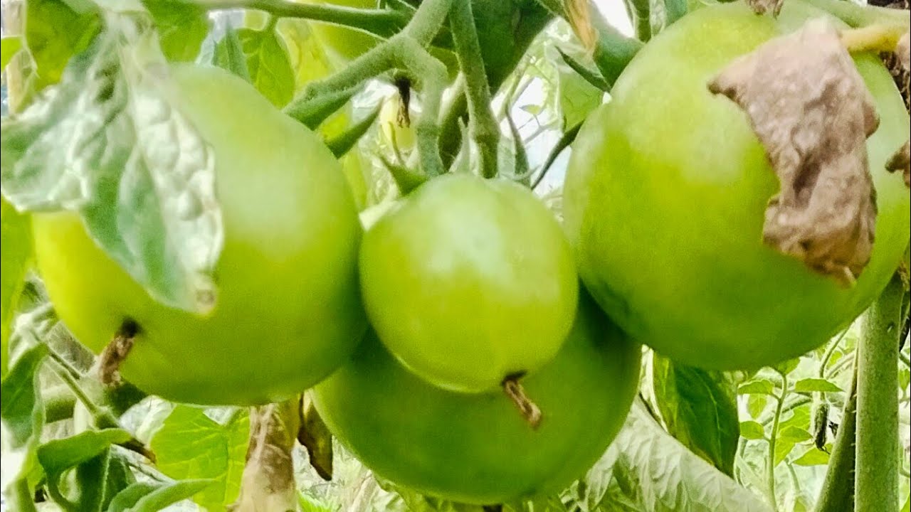 chhota_ farming_6267 is live tamater ka. podha #short