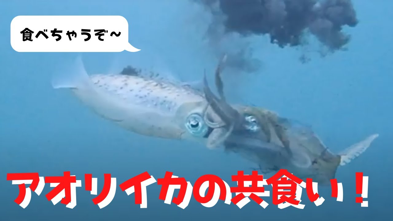 びっくり アオリイカの共食いに遭遇 Youtube
