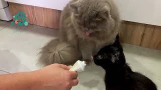 Cats Love Hair Remover | Malt-Soft Paste by Paw&Breed 81 views 10 months ago 1 minute, 17 seconds