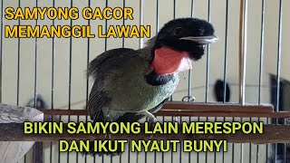 SUARA BURUNG SAMYONG GACOR MEMANGGIL LAWAN || BIKIN SAMYONG LAIN IKUT BUNYI DAN GACOR