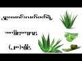 ရှားစောင်းလက်ပတ် (Aloe Vera)ရဲ့ အစွမ်းသတ္တိ (၂၈)မျိုး