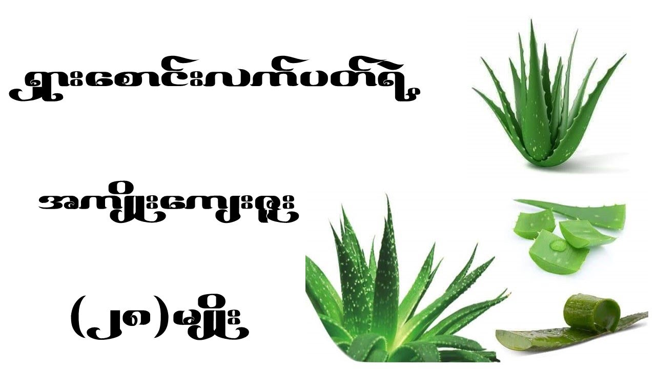 ရှားစောင်းလက်ပတ် ရဲ့အစွမ်းသတ္တိ (၂၈) မျိုး   I   Health Benefits of Aloe Vera