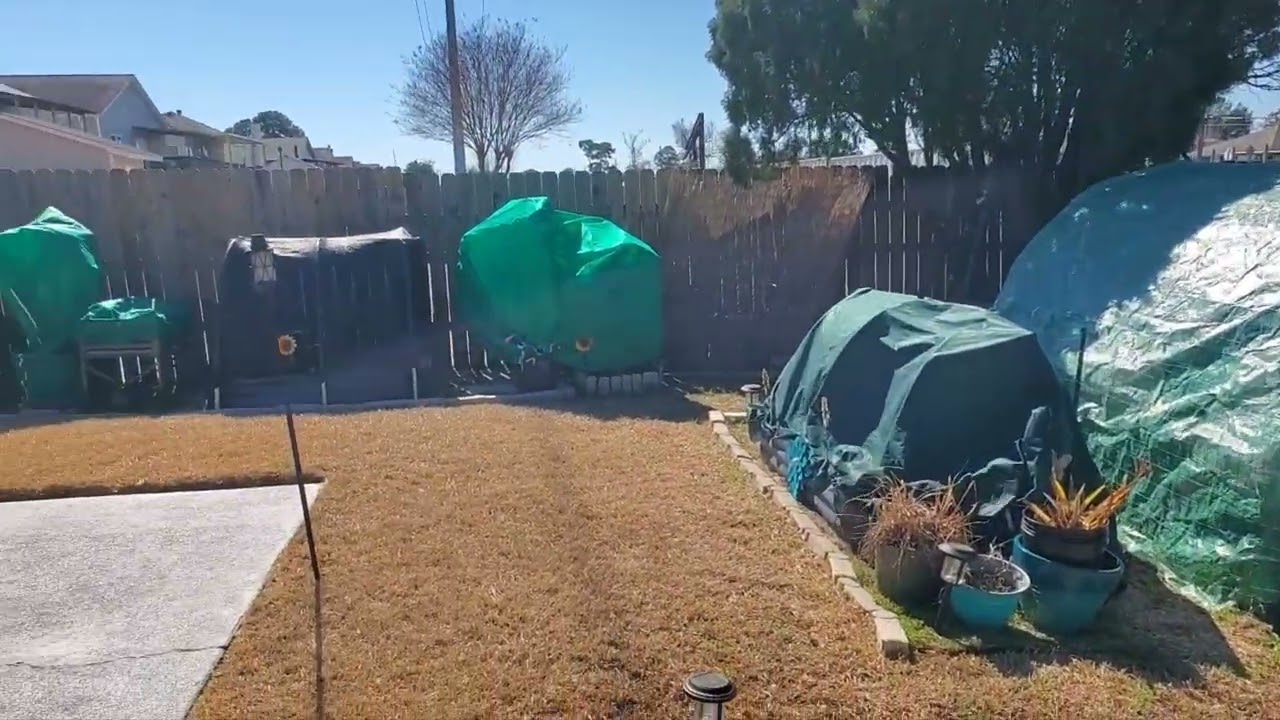 After The Freeze Garden Results 🥶🌱#gardening #growyourownfood #gardensurvival #enjoygardening 