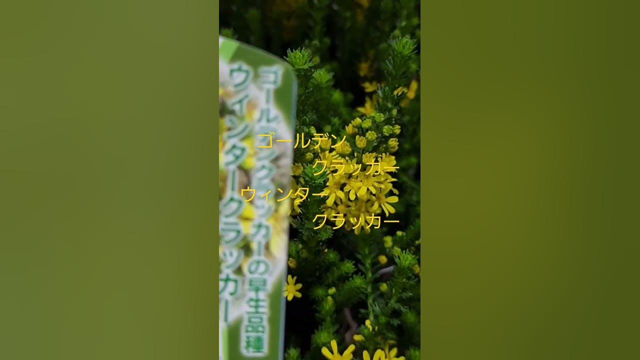 フロリダクラッカーホース：品種プロフィール