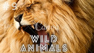 Wildlife Laws: Only the Fastest Will Survive | Free Documentary Nature # 9