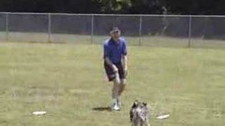 Amazing Dog Catches Frisbee While Doing Backflip