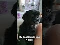 My Dog Sounds Like A Tiger