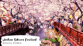 Download Lagu Jinhae Cherry Blossom Festival | Wisata Korea 2022 MP3 Download Lagu Jinhae Cherry Blossom Festival | Wisata Korea 2022 MP3