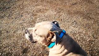 Cane Corso, Staffy And Scottish Wildcat Morning Mayhem