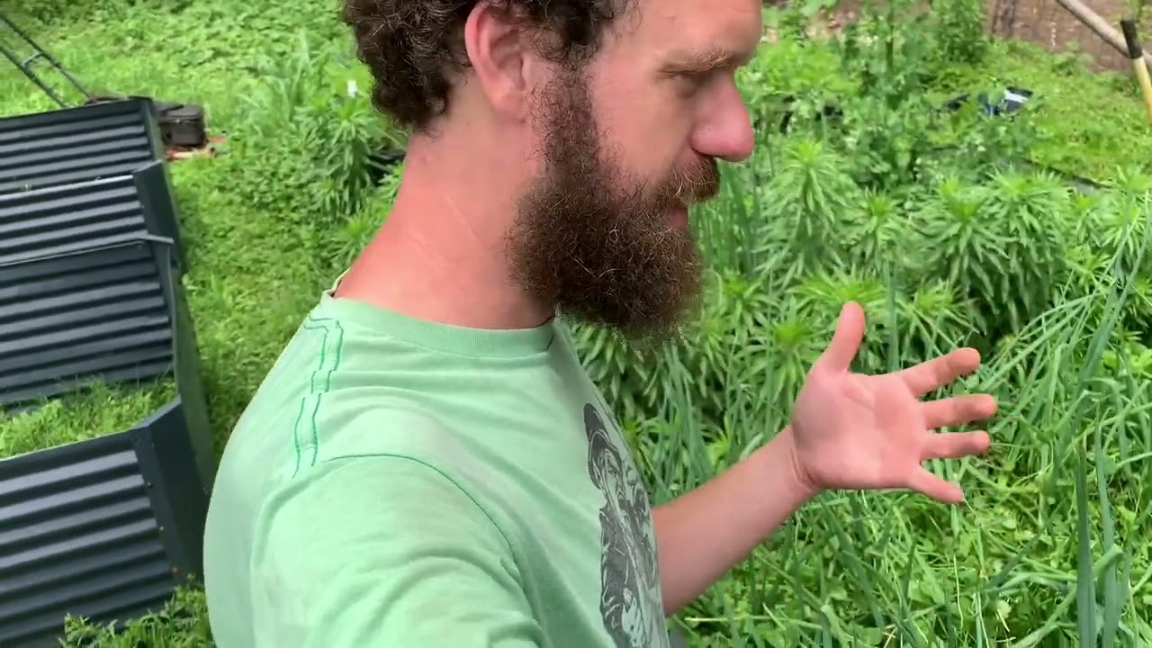 Clover as a living mulch for your garden beds update