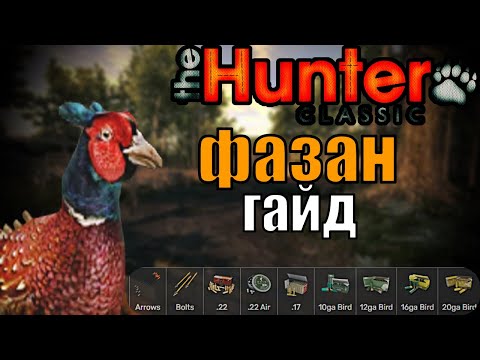 Видео: The hunter classic гайд на фазана