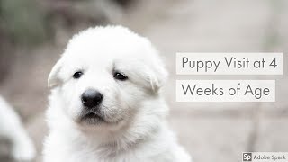 Puppy Visit at 4 Weeks of Age | White Swiss Shepherd | 4 weeks old by Kenji The Shepherd 4,942 views 5 years ago 4 minutes