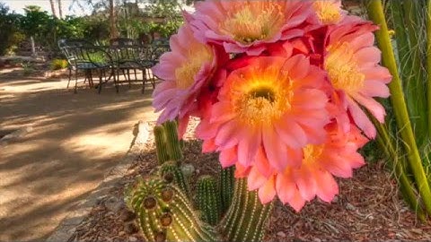 Gardening Tip: Creating a landscape plan