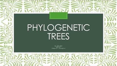 Which can be concluded from a comparison of the two phylogenetic trees?