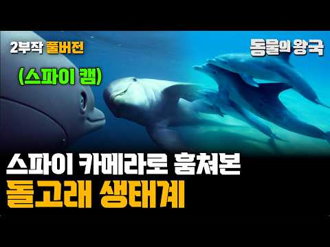 [2부작 풀버전] 원격 조정되는 스파이 동물로 관찰한 돌고래 생태계✨ㅣ스파이 돌고래