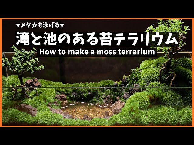 コケテラリウム】滝と池のあるメダカ水槽の立ち上げ方 Aquarium Kind